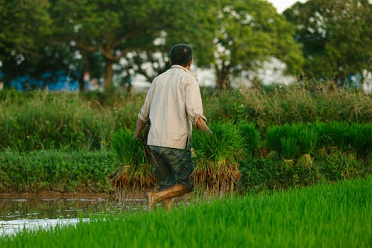 A farmer carrying young rice plants in a vibrant green field, showcasing agricultural life.
