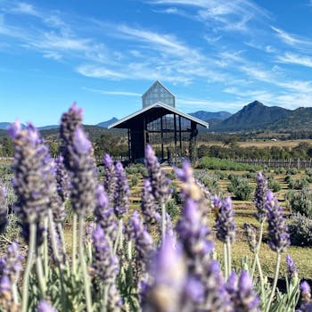 Explore a scenic chapel surrounded by vibrant lavender fields in Mount Alford, Australia.