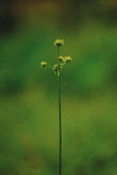 A serene close-up of a wildflower against a blurred green background in Breves, Brazil.