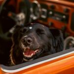 Black dog happily rides in a classic Volkswagen Beetle, Campo Bom, Brazil.