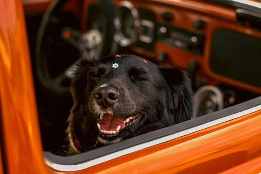 Black dog happily rides in a classic Volkswagen Beetle, Campo Bom, Brazil.